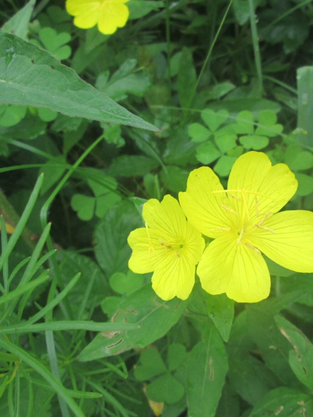 Perennial Evening Primrose sun drop sun glow 10 plants zone 2-9
